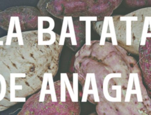 La batata de Anaga, protagonista de unas jornadas divulgativas