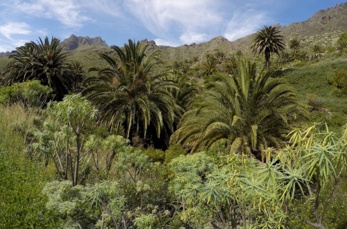 Proyecto para la Conservación y Recuperación del Bosque Termófilo en la Reserva de la Biosfera del Macizo de Anaga