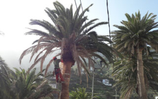 El Cabildo finaliza la poda de palmeras en Taganana para prevenir incendios