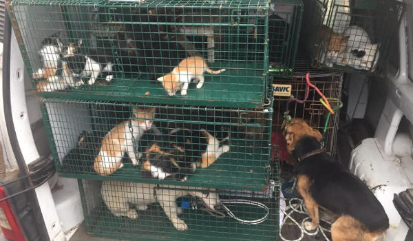 Requisan 22 gatos y 12 perros sin identificación en Las Carboneras