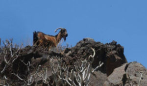 Las cabras y la geografía