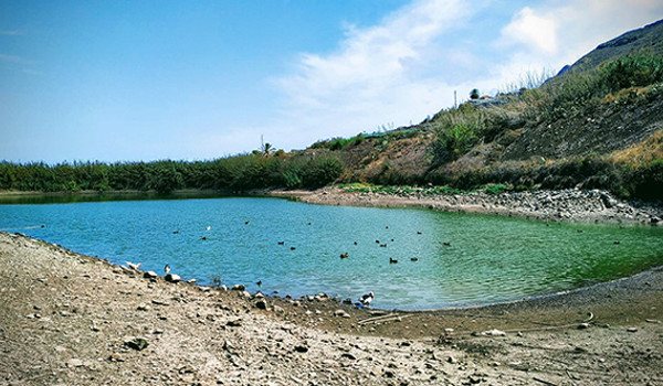 La Laguna convertirá la charca El Manisero en una reserva ornitológica