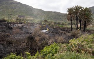 El incendio declarado el domingo en Bajamar afecta a 45 palmeras canarias