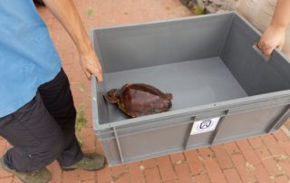 El Cabildo facilita a las cofradías de pesca recipientes para tortugas que necesiten atención veterinaria