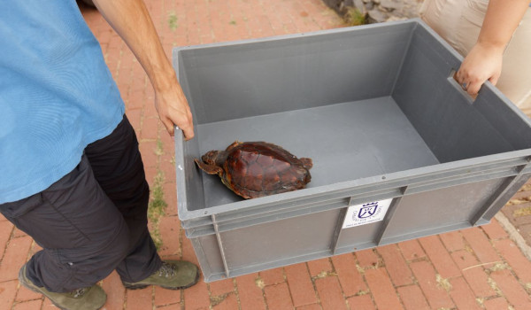 El Cabildo facilita a las cofradías de pesca recipientes para tortugas que necesiten atención veterinaria