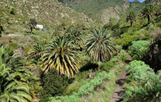 El Cabildo de Tenerife ha aprobado una inversión de 1,7 millones de euros para la conservación y recuperación del bosque termófilo en Anaga