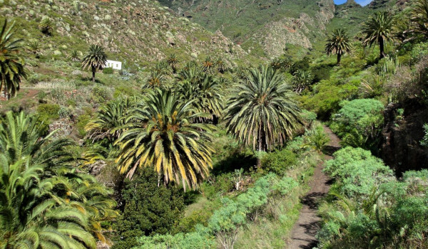 El Cabildo invierte 1,7 millones de euros en la conservación del bosque termófilo de Anaga