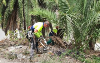 El Cabildo mejora los palmerales de Anaga para prevenir incendios