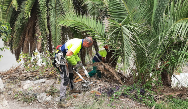 El Cabildo mejora los palmerales de Anaga para prevenir incendios